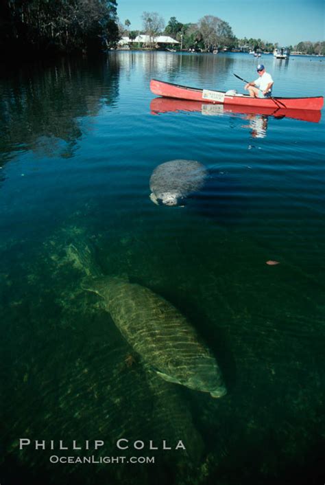 West Indian Manatee Trichechus Manatus Homosassa River Florida