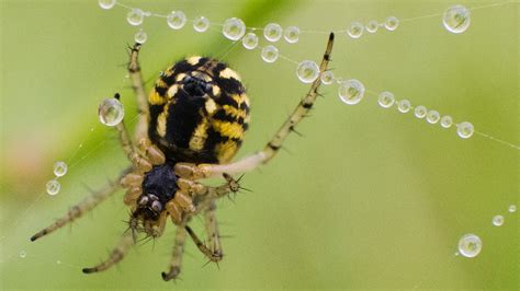 Spider and insect populations are declining at ‘frightening’ rates ...