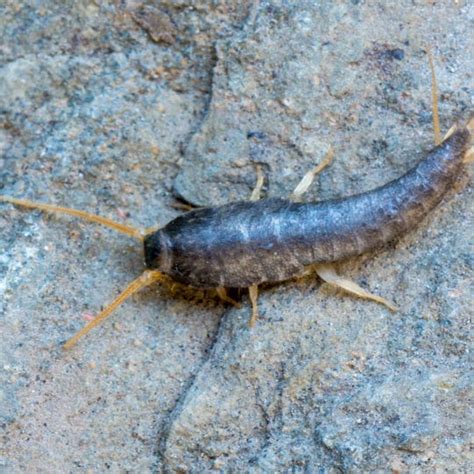 Five Signs of a Silverfish Infestation · ExtermPRO