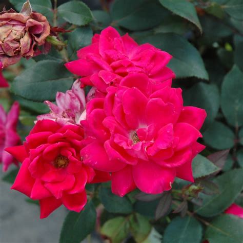 Double Red Knockout Rose | Platt Hill Nursery