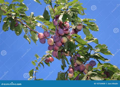 Ripen stock photo. Image of leaves, blue, violet, fruit - 10754408