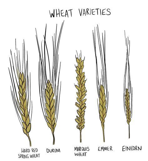 Durum Wheat Explore Saskatchewan Agriculture