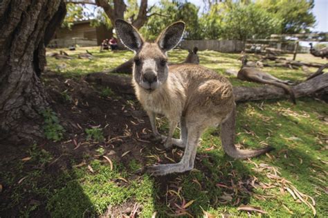 Kangaroo Meat: Spotlight On Australia's Native Food