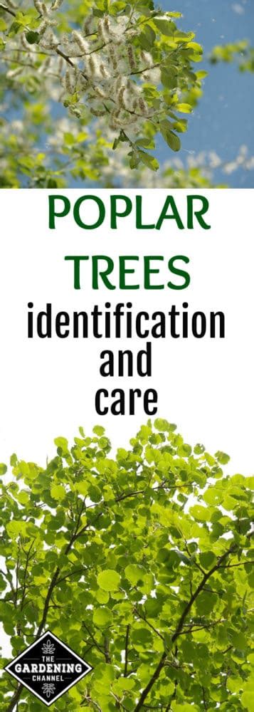 Poplar Trees: Identification and Care - Gardening Channel