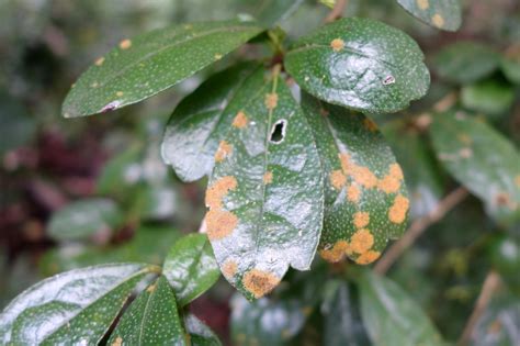 Viburnum Pests And Diseases