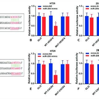 Mir Overexpression Repressed Cell Proliferation Migration And