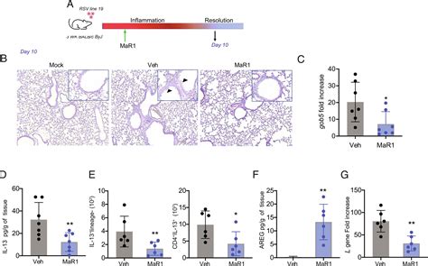 The Maresin Lgr Axis Decreases Respiratory Syncytial Virus Induced