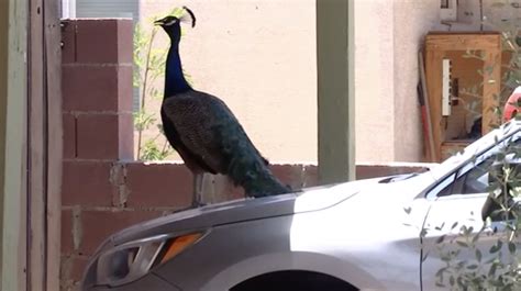 Peacocks Run Amok In An Arizona Town