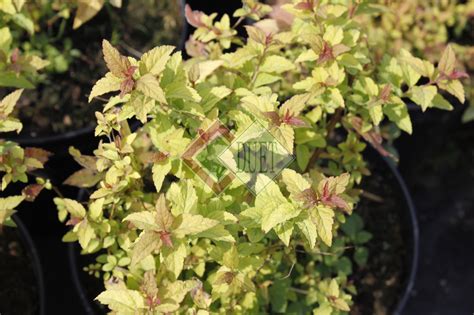 Spiraea japonica ‚Firelight' | Duet s.j. – Produkcja i dystrybucja roślin