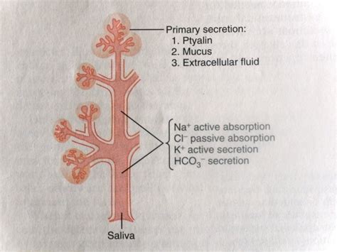 salivary gland parotid gland submandibular gland sublingual gland