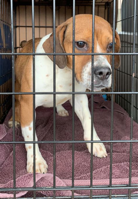 19 Puppy Mill Dogs Rescued on 6/5 – Puppy Mill Rescue Team