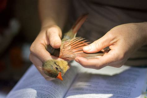 2020 Bird Banding Report - Tremont Institute