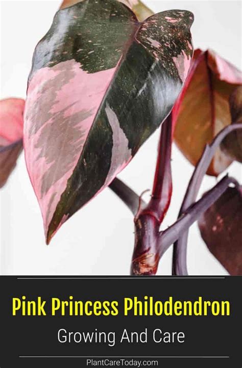 How To Plant Grow And Care For Pink Princess Philodendron Artofit