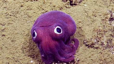 Googly-eyed purple squid sighting delights scientists - CBS News