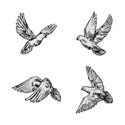 Pigeon Flying Vector Set Editable 4844154 Vector Art At Vecteezy