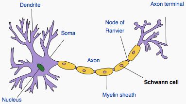 Schwann cells; Neurilemma Cells