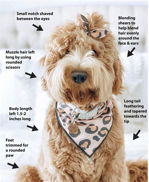 Goldendoodle Teddy Bear Haircut + Grooming Tips — Matthews Legacy Farm