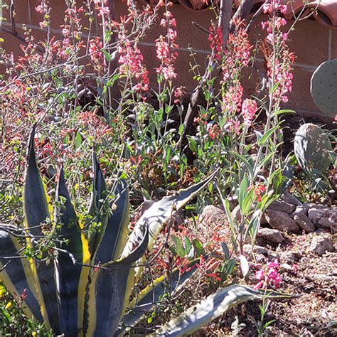 Flores Silvestres Nativas Del Suroeste F Ciles De Cultivar Mis Plantas