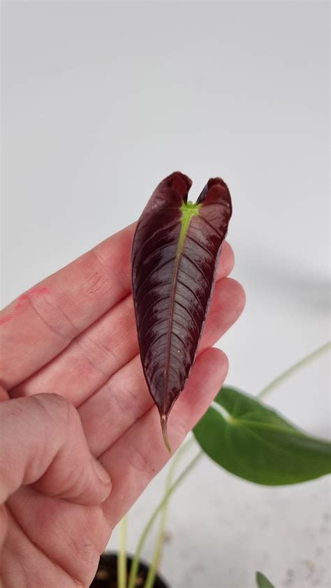 Anthurium Purple Velvet X Marmoratum