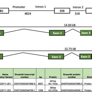 Schematic Representation Of Gdf Gene And Mrna A Gdf Gene And B