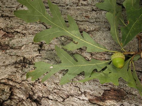 quercus alba fagaceae image   phytoimagessiuedu