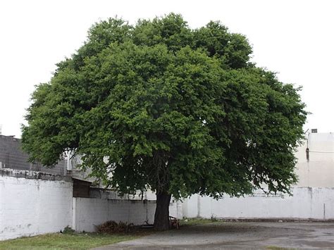 Archivo Ebenopsis Ebano Matamoros