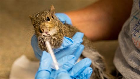 Baby Squirrel Care Guide / Flagler Humane Society Give Advice On Baby ...