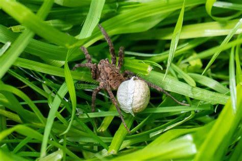 Wolf Spider With Egg Sac In Grass Stock Image Image Of Summer Eggs