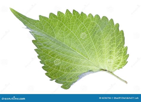 Green Perilla Leaf Isolated Stock Photo - Image of culinary, cooking ...