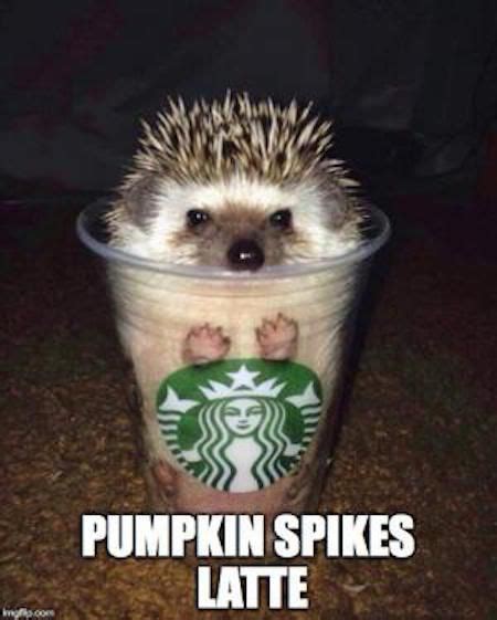 67 Fall And Psl Memes That Will Make You Laugh Hedgehog Cute Animals