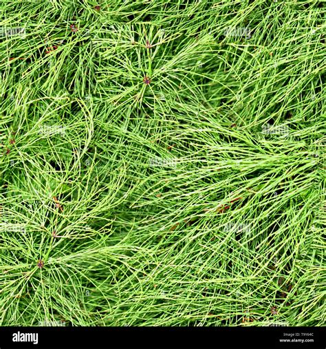 Pine Needles Seamless Texture Tile Stock Photo Alamy