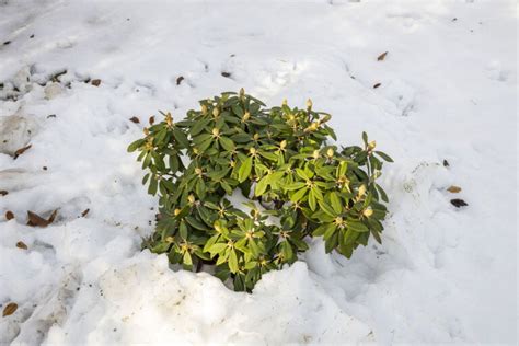 Rhododendron Richtig Berwintern Experten Tipps F R Den Winter