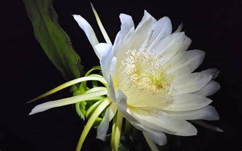 Dragon Fruit Flower? Lets Talk About The Less Popular Part