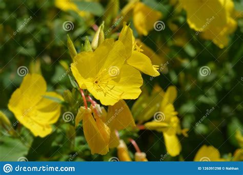 Common Sundrops Stock Photo Image Of Primrose Plant 126391298