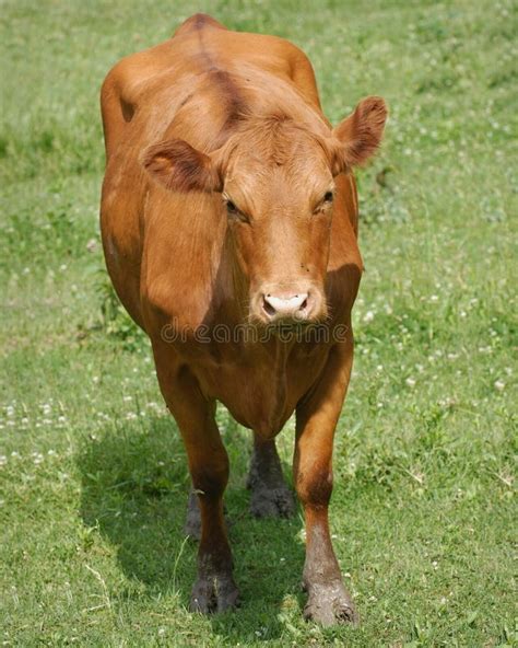 Mad cow stock image. Image of grass, eartags, farm, white - 2538121