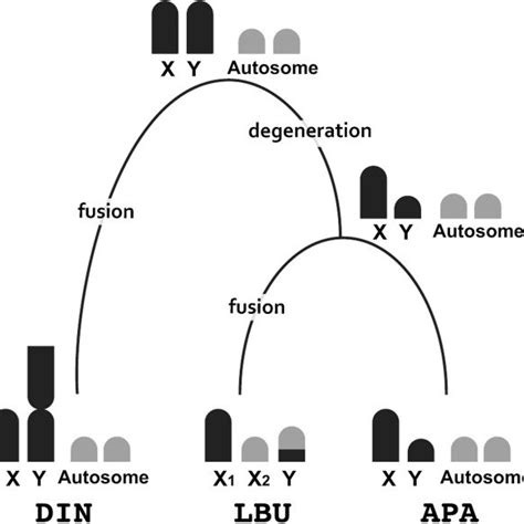 Schematic Model For Sex Chromosome Evolution In The Three Pygopodids