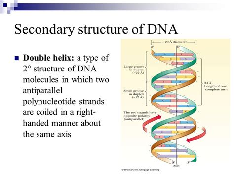 Secondary Structure Of Dna