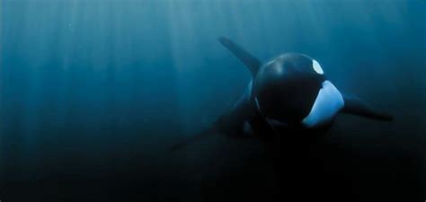 Understanding Orca Culture | Orca, Animal behavior, Animal cognition