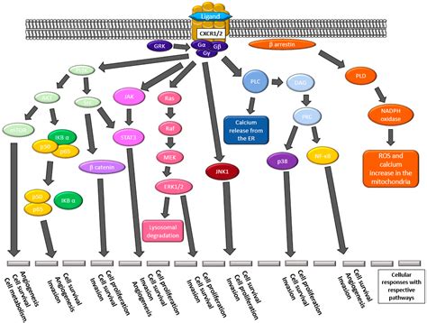 Biomedicines Free Full Text CXCR1 A Cancer Stem Cell Marker And