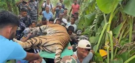 Man-eating tiger under control in Kanchanpur - myRepublica - The New York Times Partner, Latest ...