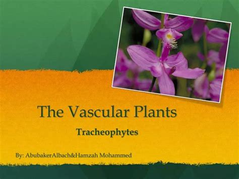 Ppt The Vascular Plants Powerpoint Presentation Free Download Id