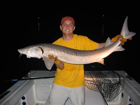 St Clair Detroit River Sturgeon For Tomorrow Photos