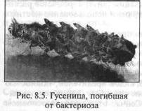 Микробиологический метод борьбы с вредителями и болезнями ...