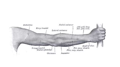 Tennis Elbow Or Lateral Epicondylitis Ppt