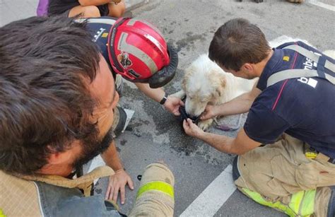 Abbandonato Sul Balcone Senza Cibo Ne Acqua Il Cane Stava Malissimo