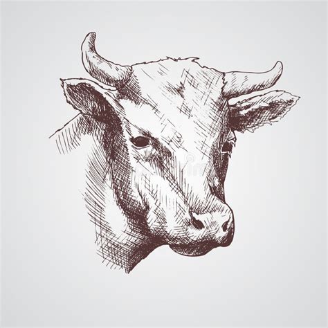 Croquis Noir Et Blanc Du Visage D Une Vache Verticale De Vecteur