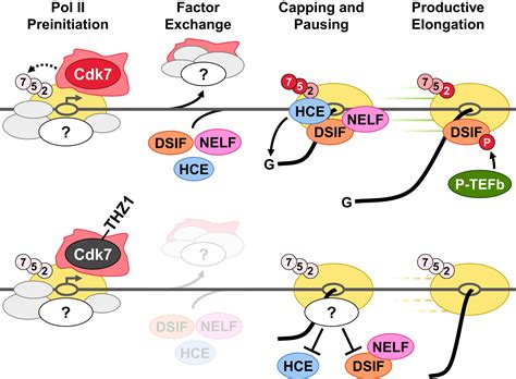 THZ1 Reveals Roles For Cdk7 In Co Transcriptional Capping And Pausing