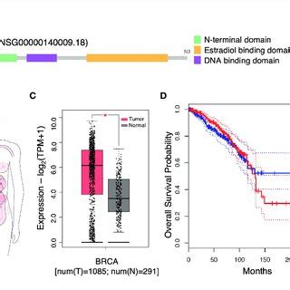 Gene Structure And Expression Profiling Of Estrogen Receptor Beta