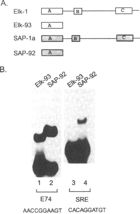 Figure 1 From The Ets Domain Transcription Factors Elk 1 And Sap 1