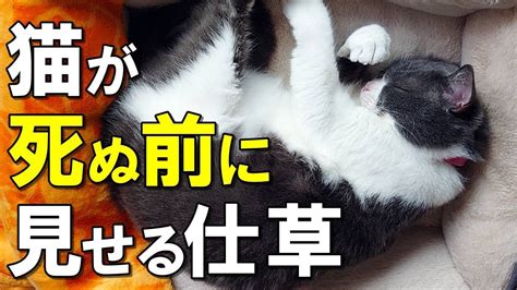 猫は死期が近づくとどんな行動をとる？猫が死ぬ直前に大切な人にしか見せない3つの仕草【保護猫】 Youtube